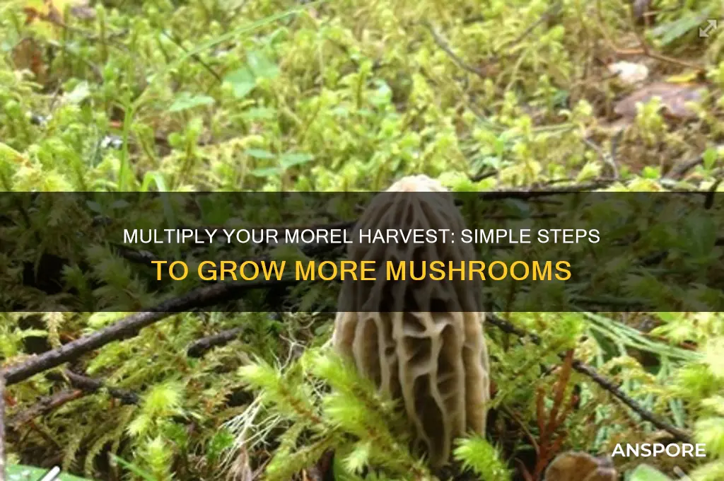 how to turn 1 morel mushroom into many