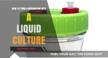 Mastering Mushroom Liquid Culture: Simple Steps to Transform Fungi