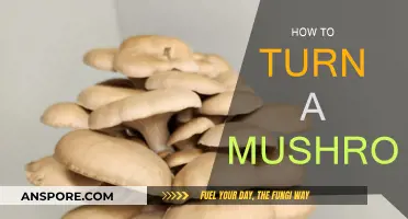 The Magic of Transforming Mushrooms: A Step-by-Step Guide