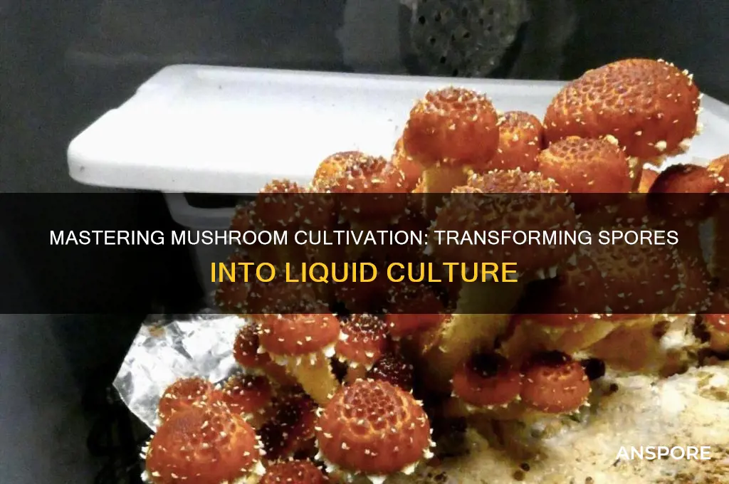 how to turn mushroom spores into liquid culture
