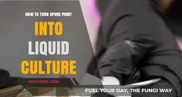 Transforming Spore Prints into Liquid Culture: A Step-by-Step Guide