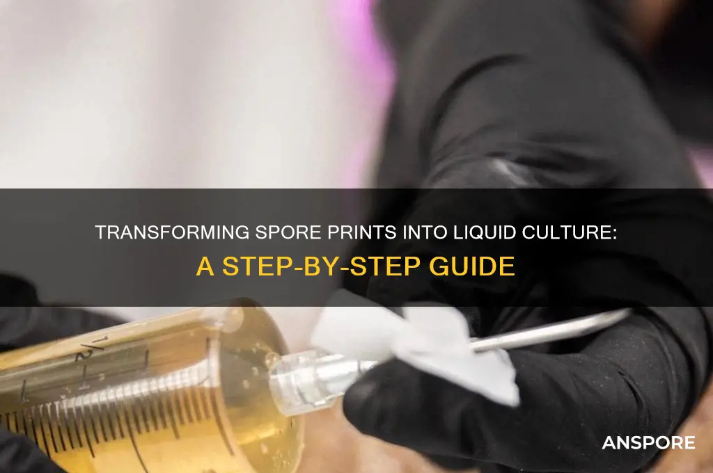 how to turn spore print into liquid culture