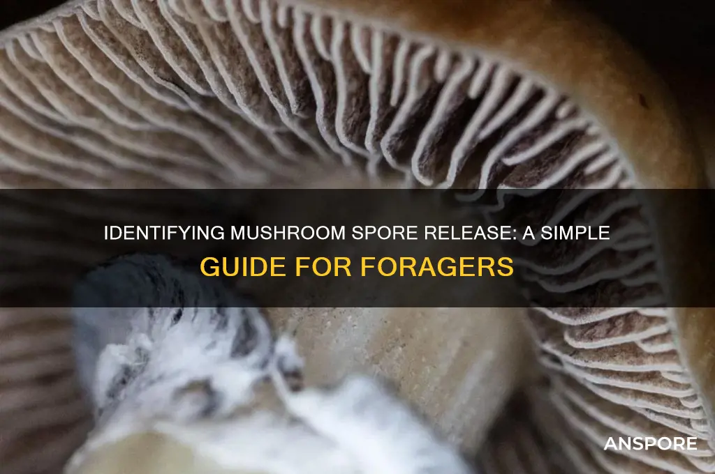 how to twll if mushrooms have released sporea