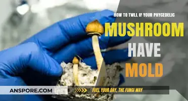 Identifying Mold on Psychedelic Mushrooms: A Safe Consumption Guide