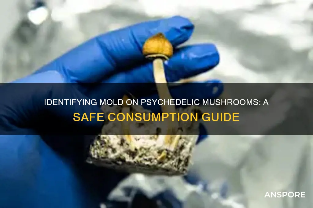 how to twll if your phycedelic mushrooms have mold