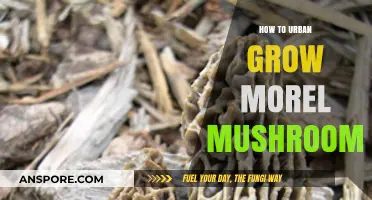 Urban Morel Mushroom Growing: A Step-by-Step Guide for City Gardeners
