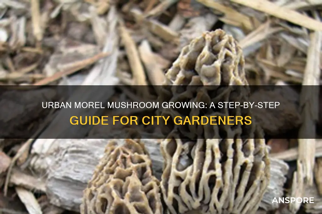 how to urban grow morel mushrooms