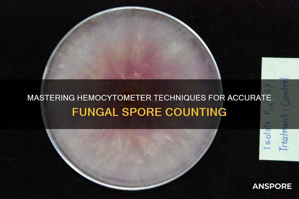how to use a hemocytometer to count spores