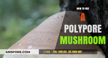 Unlocking Nature's Gifts: Practical Uses for Polypore Mushrooms