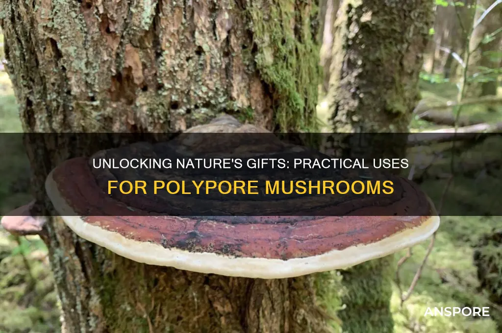 how to use a polypore mushrooms