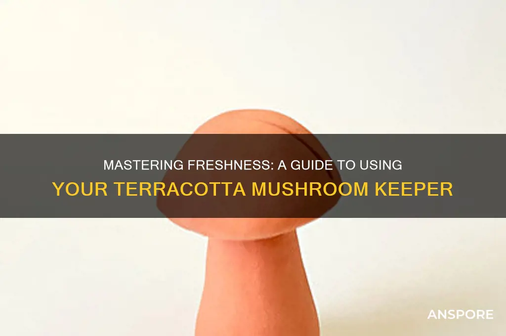 how to use a terracotta mushroom keeper