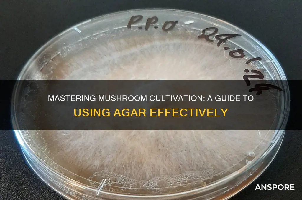 how to use agar for mushrooms