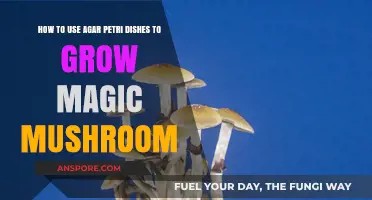 Cultivating Magic Mushrooms: A Guide to Using Agar Petri Dishes