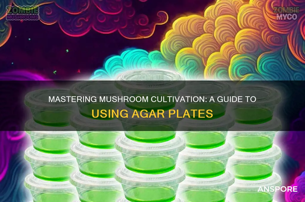 how to use agar plates for mushrooms