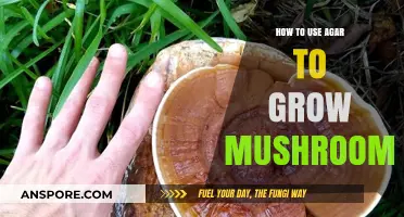 Mastering Mushroom Cultivation: A Guide to Using Agar for Optimal Growth