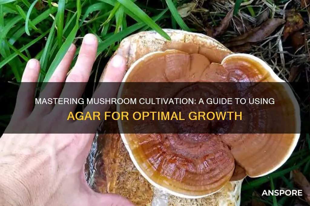 how to use agar to grow mushrooms