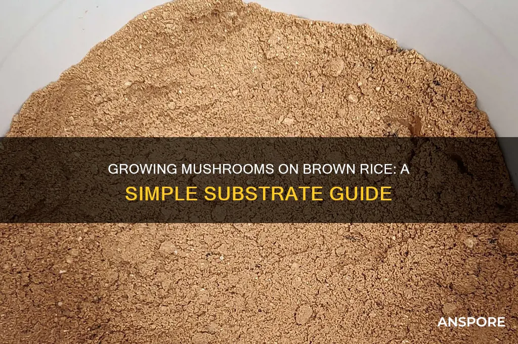 how to use brown rice as mushroom substrate