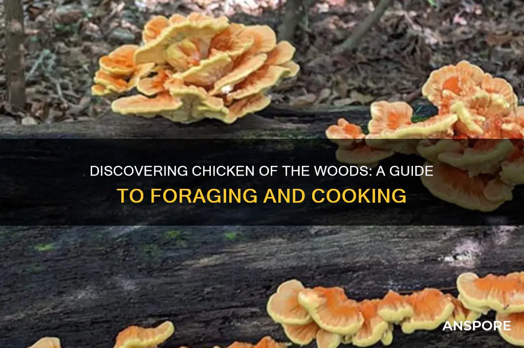 how to use chicken of the woods mushrooms