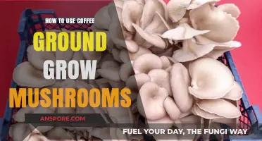 Brewing Fungi: Growing Mushrooms with Coffee Grounds at Home
