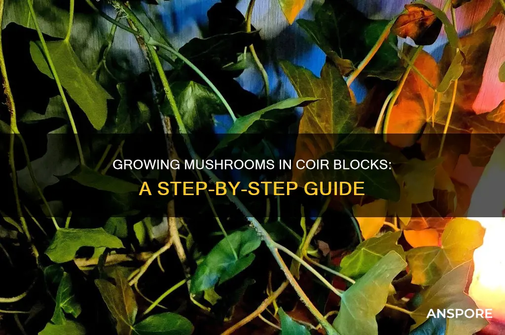 how to use coir block with mushrooms