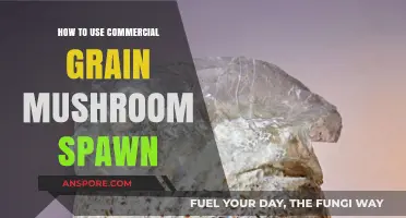 Mastering Mushroom Cultivation: A Guide to Using Commercial Grain Spawn