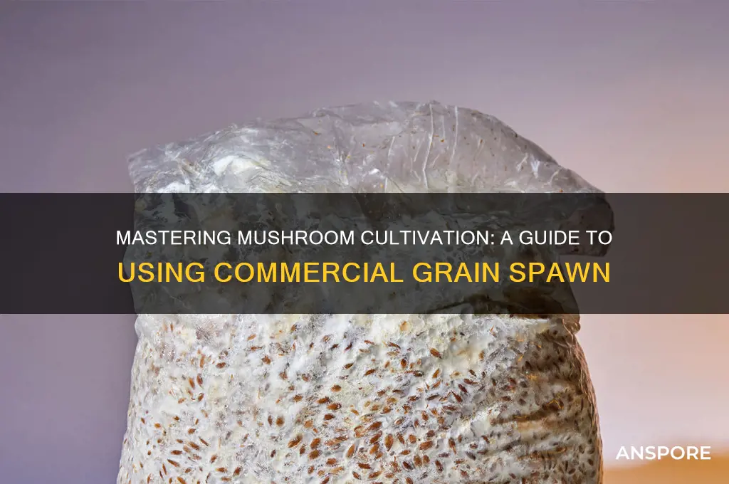 how to use commercial grain mushroom spawn