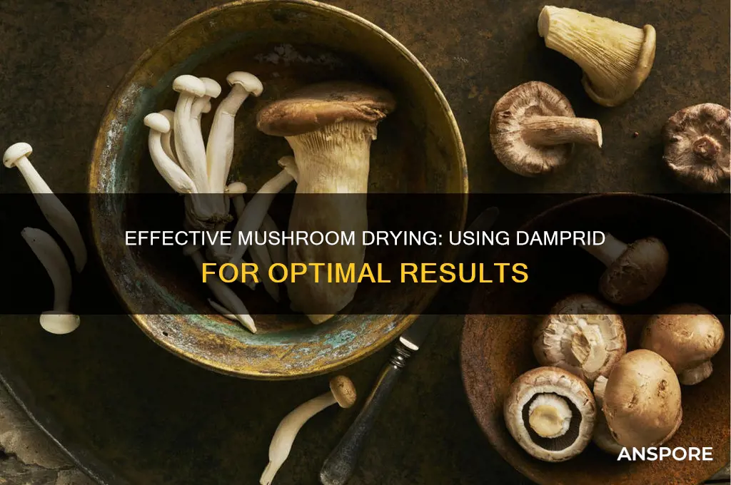 how to use damprid to dry mushrooms