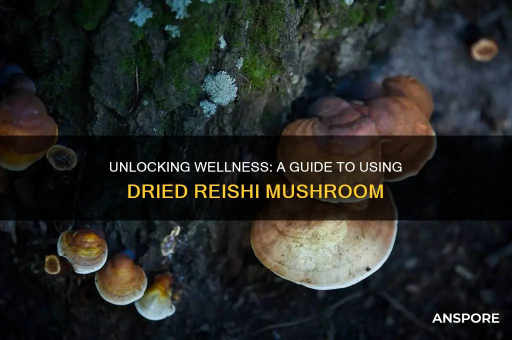 how to use dried reishi mushroom