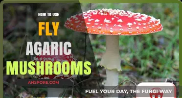 Exploring Fly Agaric Mushrooms: Safe Usage, Benefits, and Precautions