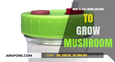 Mastering Mushroom Cultivation: A Guide to Using Liquid Culture