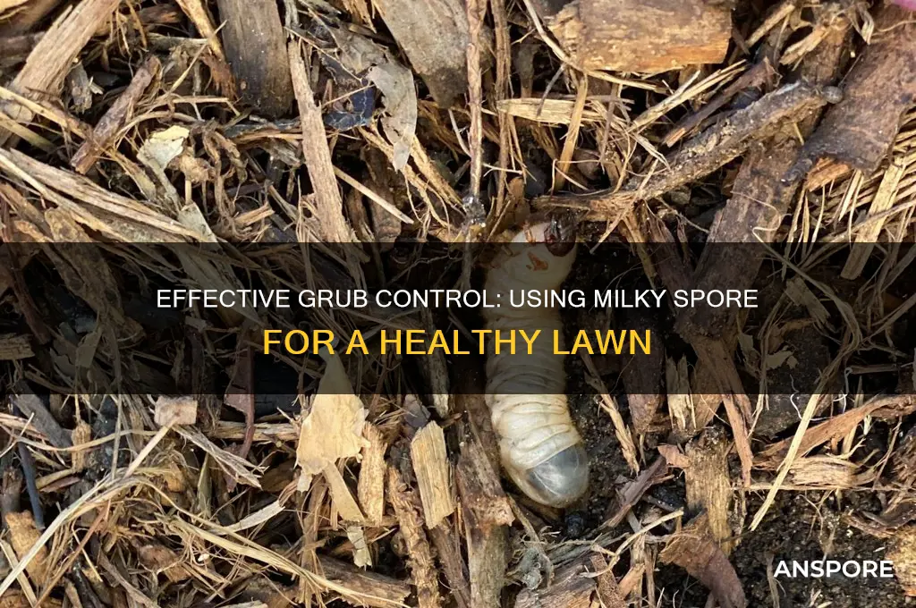 how to use milky spore for grubs