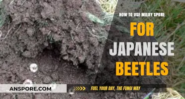 Effective Milky Spore Application to Control Japanese Beetles in Gardens