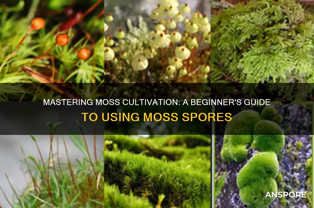 how to use moss spores