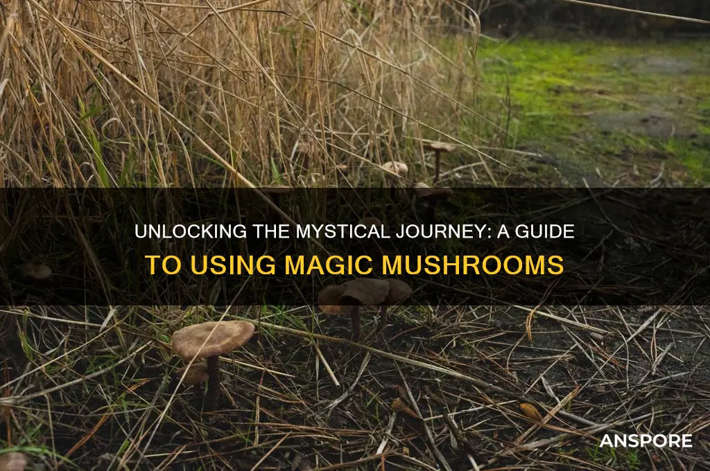 how to use msgic mushrooms