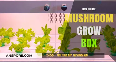 Mastering Mushroom Cultivation: A Step-by-Step Guide to Using Grow Boxes