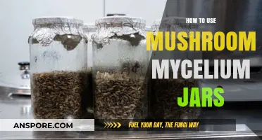Mastering Mushroom Mycelium Jars: A Beginner's Guide to Cultivation