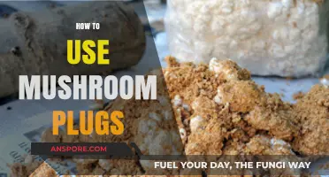 Mastering Mushroom Cultivation: A Step-by-Step Guide to Using Plugs