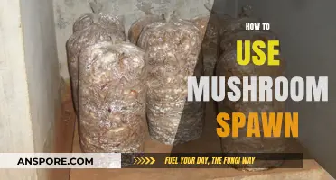 Mastering Mushroom Cultivation: A Beginner's Guide to Using Mushroom Spawn