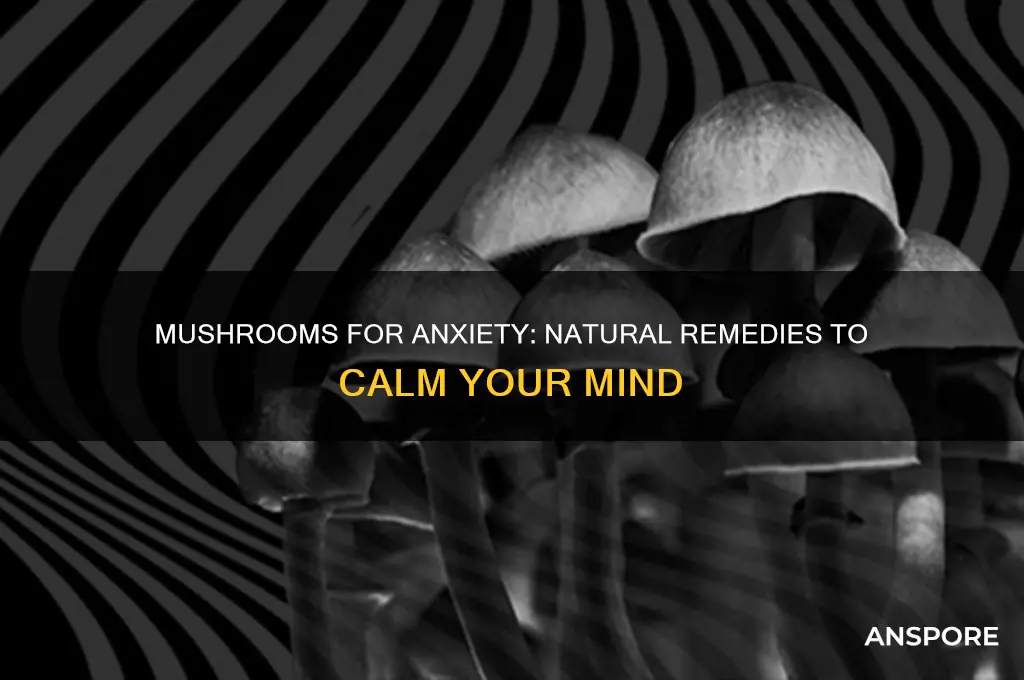 how to use mushrooms for anxiety