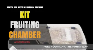 Mastering Mushroom Cultivation: Using Your Myco Fruiting Chamber Effectively