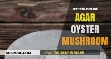 Mastering Oyster Mushroom Cultivation with Petri Dish Agar Techniques