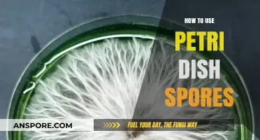 Mastering Petri Dish Spore Techniques for Successful Cultivation and Research