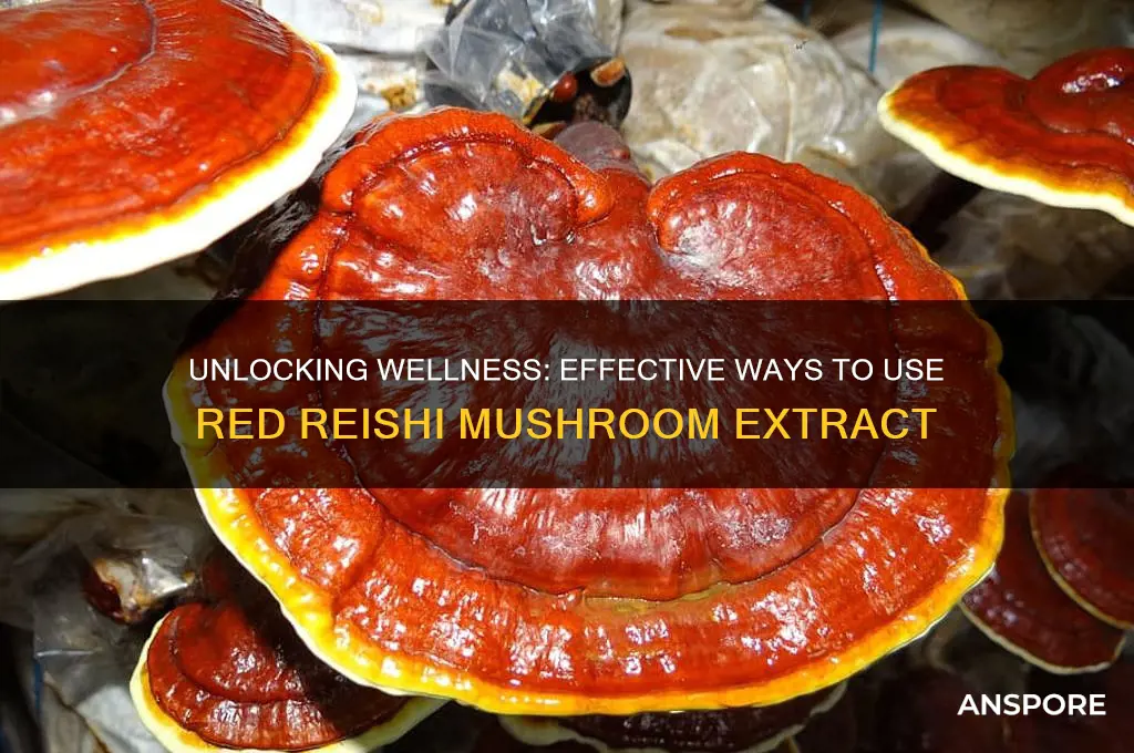 how to use red reishi mushroom extract