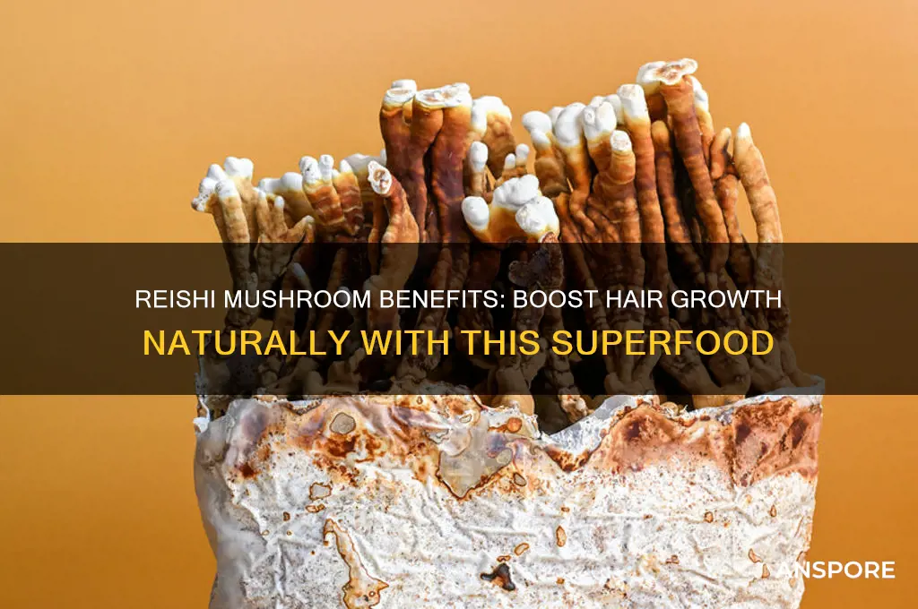 how to use reishi mushroom for hair growth