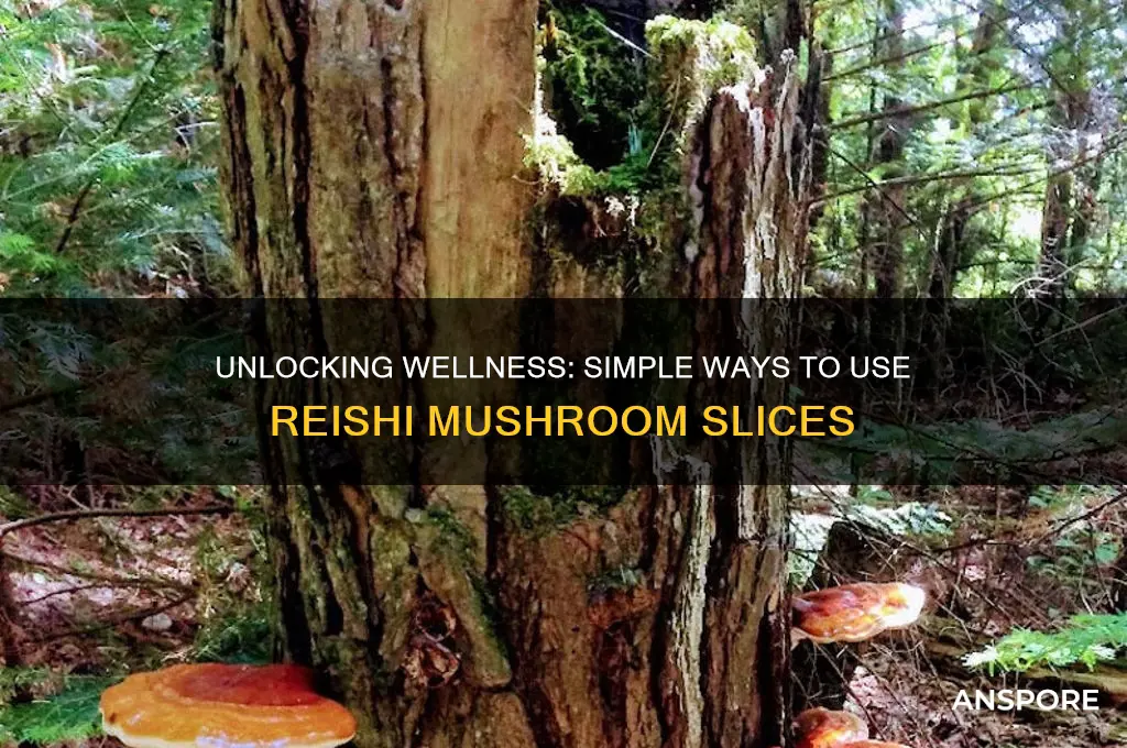 how to use reishi mushroom slices