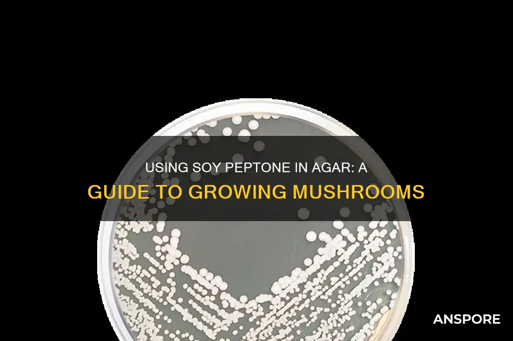 how to use soy peptone in agar forgrowing mushrooms
