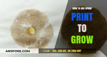 Mastering Mushroom Cultivation: Using Spore Prints for Successful Growth