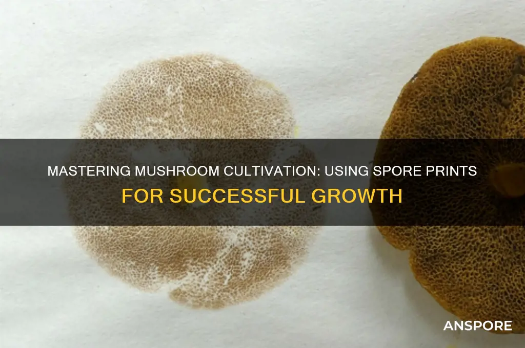 how to use spore print to grow