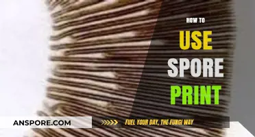 Mastering Mushroom Identification: A Beginner's Guide to Using Spore Prints