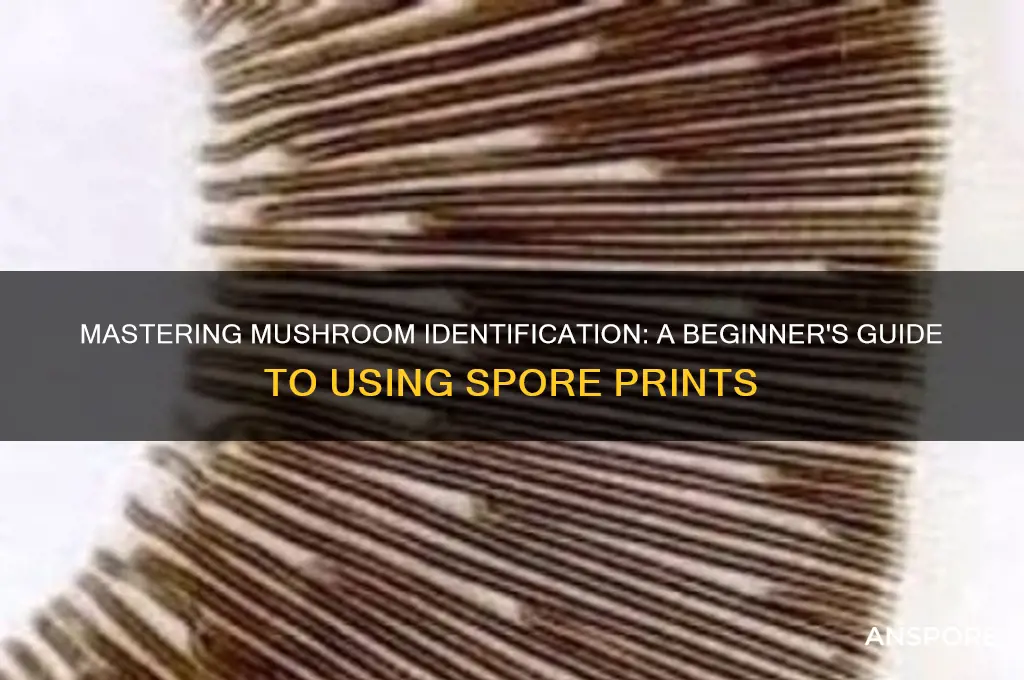 how to use spore print